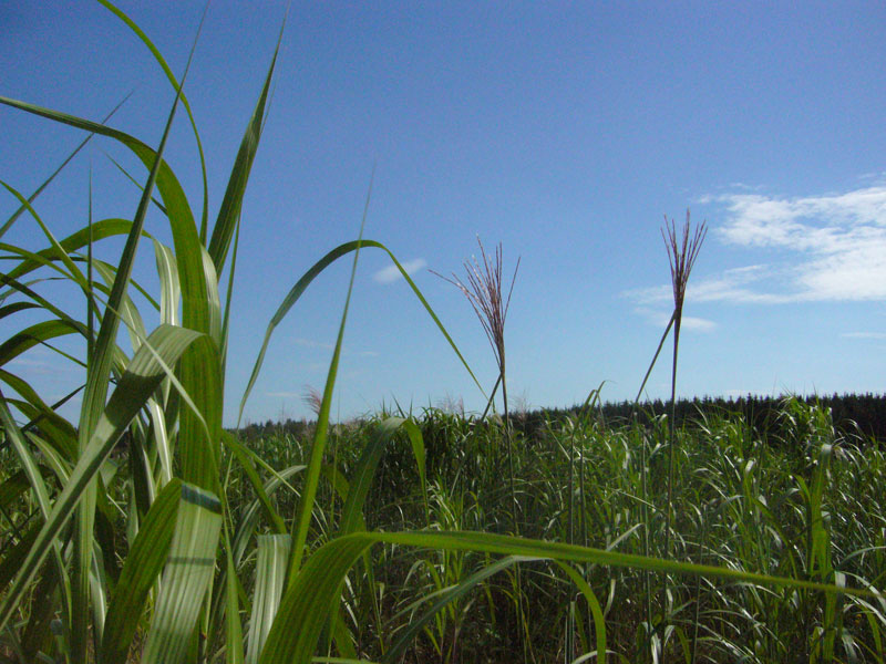 Miscanthus im ersten Jahr