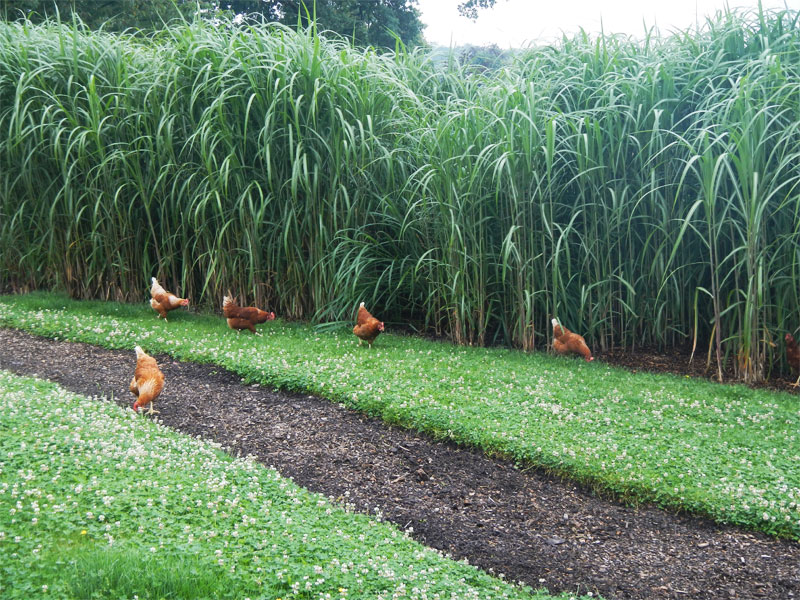 Miscanthus im zweiten Jahr