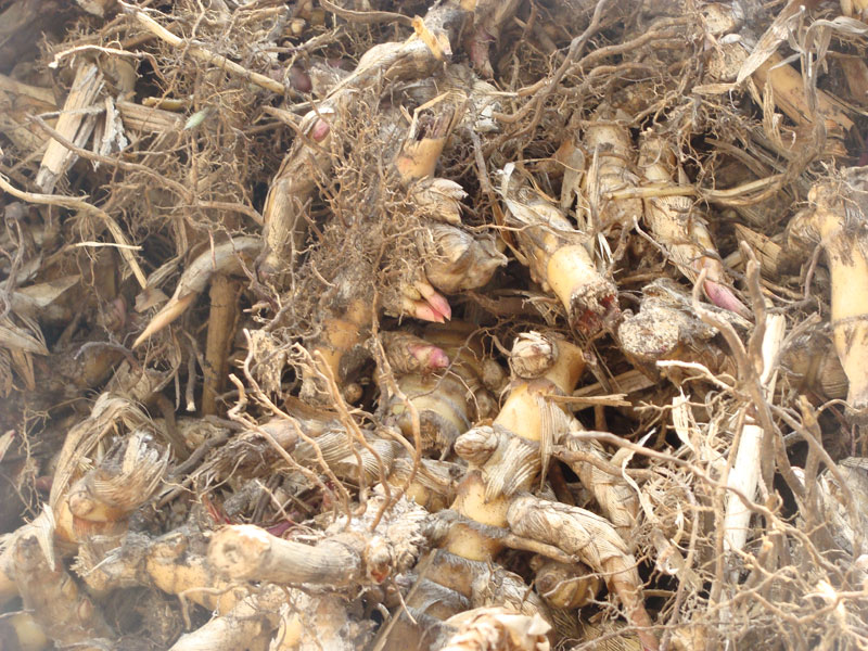 Miscanthus Rhizome